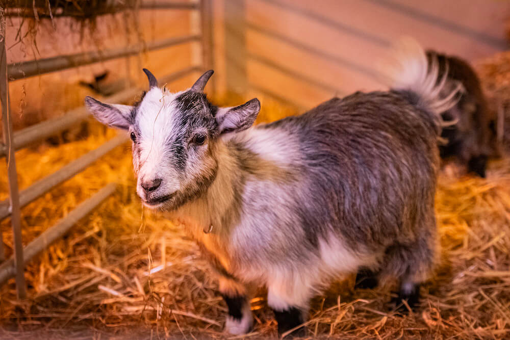 Christmas experience Santa trail ballylig barn goats